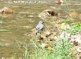 Pjaro Lavandera - Motacilla alba. Segura