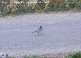 Pjaro Lavandera - Motacilla alba. Macho. Villanueva de las Torres