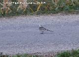 Pjaro Lavandera - Motacilla alba. Macho. Villanueva de las Torres