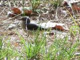 Pjaro Lavandera - Motacilla alba. Pea del Olivar - Siles