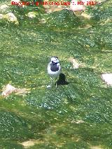 Pjaro Lavandera - Motacilla alba. Villanueva de la Reina