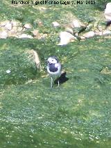 Pjaro Lavandera - Motacilla alba. Villanueva de la Reina