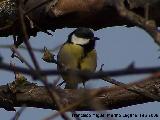 Pjaro Carbonero - Parus major. Baeza