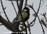 Pjaro Carbonero - Parus major. Baeza