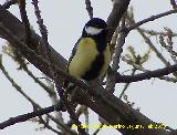 Pjaro Carbonero - Parus major. Baeza