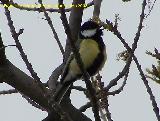 Pjaro Carbonero - Parus major. Baeza