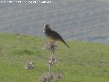 Pjaro Gorrin - Passer domesticus. Ventosilla - Jan