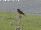 Pjaro Gorrin - Passer domesticus. Ventosilla - Jan