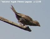 Pjaro Gorrin - Passer domesticus. Navas de San Juan