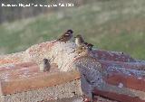 Pjaro Gorrin - Passer domesticus. Navas de San Juan