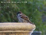 Pjaro Gorrin - Passer domesticus. Jan