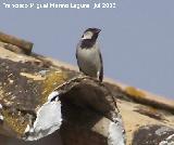 Pjaro Gorrin - Passer domesticus. Benalmdena