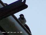 Pjaro Gorrin - Passer domesticus. Los Villares