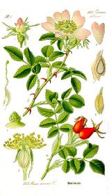 Escaramujo - Rosa canina. 