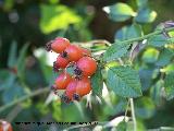 Escaramujo - Rosa canina. Los Villares