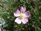 Escaramujo - Rosa canina. Los Villares