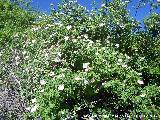 Escaramujo - Rosa canina. Tajos de San Marcos - Alcal la Real