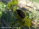 Escarabajo peludo - Tropinota hirta. Jan