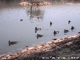 Pjaro Pato colorado - Netta rufina. Tablas de Daimiel