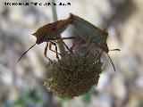 Chinche del Mediterrneo - Carpocoris mediterraneus. Segura