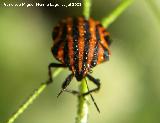 Chinche rayada - Graphosoma lineatum italicum. Segura