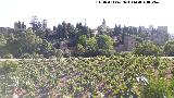 Alhambra. Desde los Jardines del Generalife