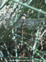 Liblula tigre - Onychogomphus forcipatus. Ro Madera - Venta Rampias - Santiago Ponones