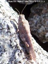 Saltamontes de campo - Chorthippus brunneus. San Miguel - Linares