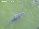 Pez Carpa - Cyprinus carpio. Benalmdena