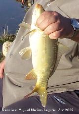 Pez Carpa - Cyprinus carpio. Pescada en el Pantano de Guadaln y posteriormente soltada viva. Arquillos