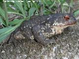 Sapo - Bufo bufo. El Molinete - Santiago Pontones