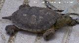 Galpago leproso - Mauremys leprosa. Navas de San Juan