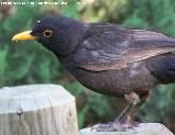 Pjaro Mirlo - Turdus merula. Benalmdena