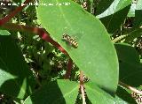 Mosca cernidora - Episyrphus balteatus. Jan