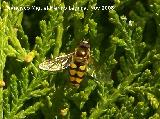 Mosca cernidora - Episyrphus balteatus. Los Villares