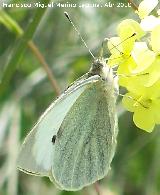 Mariposa de la col - Pieris brassicae. Alimentandose. Linares