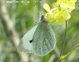 Mariposa de la col - Pieris brassicae. Linares