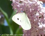 Mariposa de la col - Pieris brassicae. Navas de San Juan