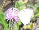 Mariposa de la col - Pieris brassicae. Segura