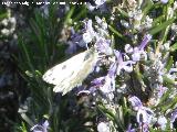 Mariposa de la col - Pieris brassicae. Los Villares