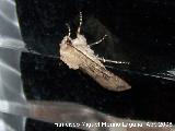 Polilla Rosquilla gris - Agrotis segetum. Navas de San Juan