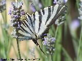 Mariposa podalirio - Iphiclides podalirius. Las Castaetas - Villacarrillo