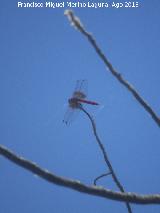 Liblula roja - Sympetrum sanguineum. Charco de la Pringue - Villanueva del Arzobispo