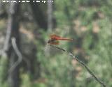 Liblula roja - Sympetrum sanguineum. Charco de la Pringue - Villanueva del Arzobispo