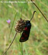 Zigena de 5 puntos - Zygaena trifolii. Segura