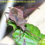 Chinche de las calabazas - Coreus marginatus. Segura