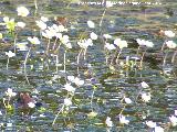 Rana - Pelophylax perezi. Charca de la Galera - Navas de San Juan