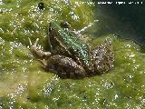 Rana - Pelophylax perezi. Fuente Amua - Alcaudete