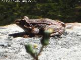 Rana - Pelophylax perezi. Fuente Ca Povares - beda