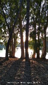 Pantano de Cubillas. 